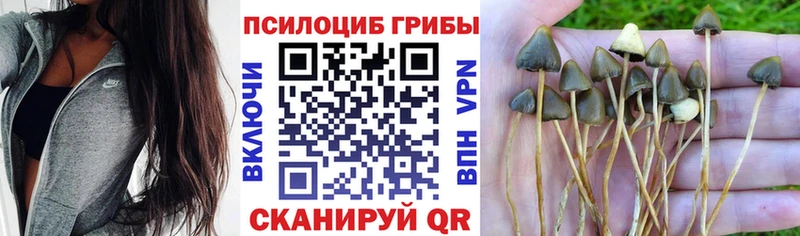 Псилоцибиновые грибы мицелий Псков